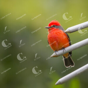 Aves en Medellín