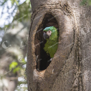 Loros