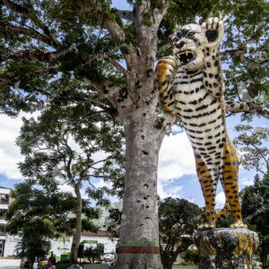 Tigre de Amalfi