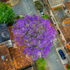 Árboles Florecidos en Medellín