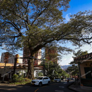 Árboles emblemáticos de Medellín