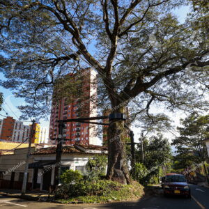 Árboles emblemáticos de Medellín