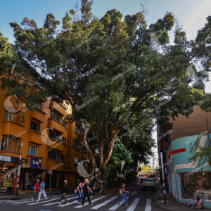 Árboles emblemáticos de Medellín