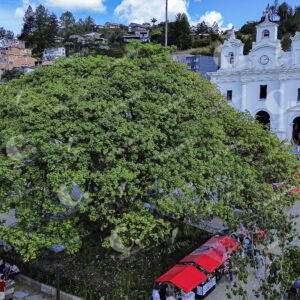 Árboles en los Municipios