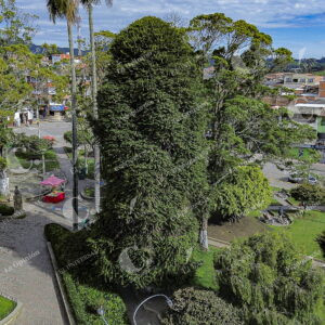 Árboles en los Municipios