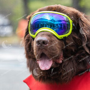 Perro del Cuerpo de Bomberos