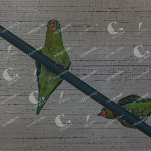 Aves en la cancha Marte 1