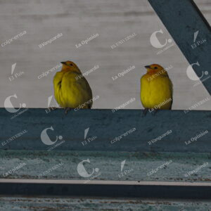 Aves en la cancha Marte 1