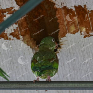 Aves en la cancha Marte 1