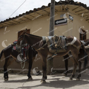 Caballos en Abejorral