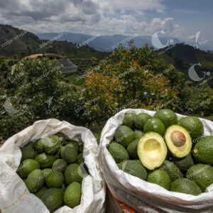 Aguacates Hass