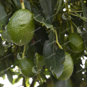 Aguacates Hass