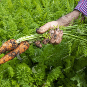Fincas en el Carmen de Viboral