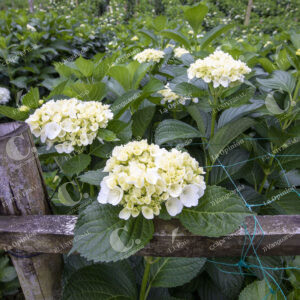El Carmen de Viboral Cultivo de hortensias