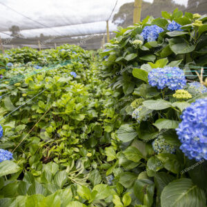 El Carmen de Viboral Cultivo de hortensias