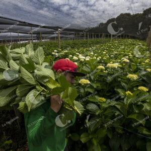 El Carmen de Viboral Cultivo de hortensias