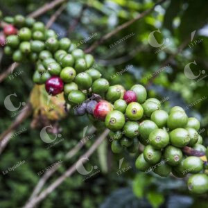 Fincas Certificadas Café