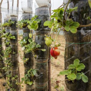Fincas Certificadas