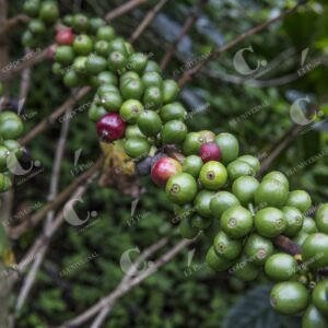 Fincas Certificadas Café