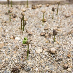 Fincas Certificadas