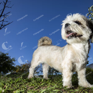 Mascotas Perros
