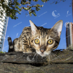 Mascotas Gatos