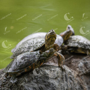 Jardín Botánico Tortugas