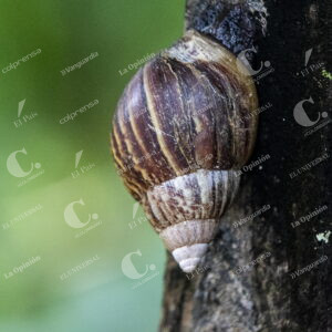 Caracol africano