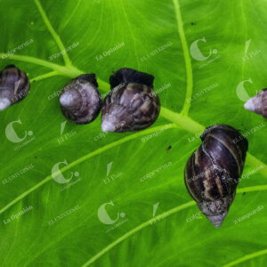 Caracol africano