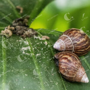 Caracol Africano