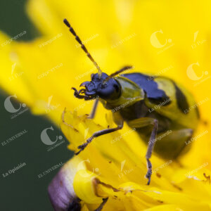 Jardín Botánico Insectos