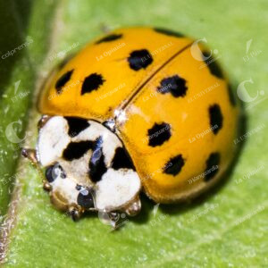 Jardín Botánico Insectos