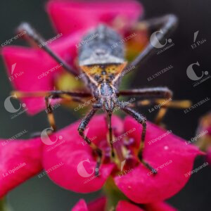 Jardín Botánico Insectos