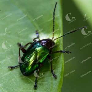 Jardín Botánico Insectos