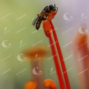 Jardín Botánico Insectos