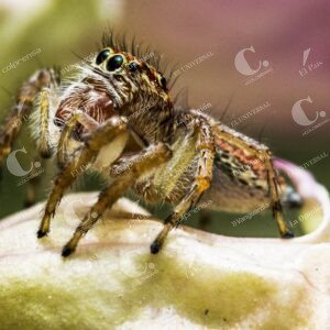 Jardín Botánico Insectos