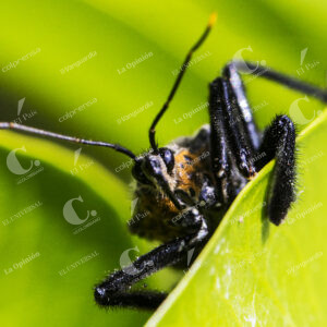 Jardín Botánico Insectos