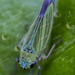 Jardín Botánico Insectos
