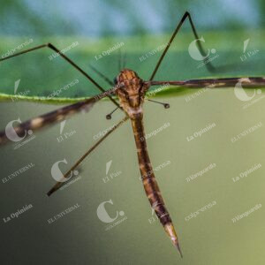 Jardín Botánico Insectos