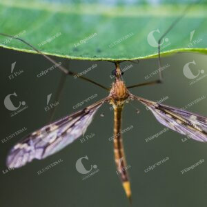 Jardín Botánico Insectos