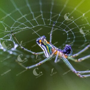 Jardín Botánico Insectos