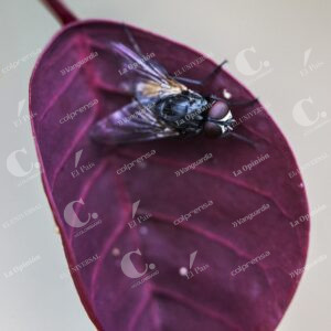 Jardín Botánico Insectos