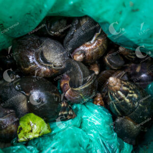 Caracol africano