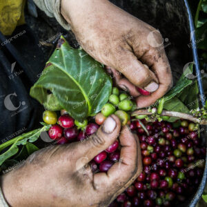 Café Cultivos