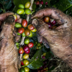 Café Cultivos