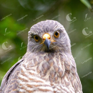 Medellín Aves