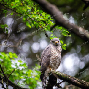 Medellín Aves