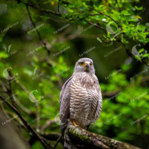 Medellín Aves