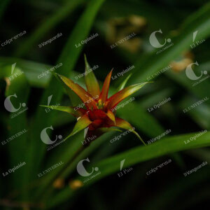 Bromelias