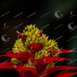 Bromelias